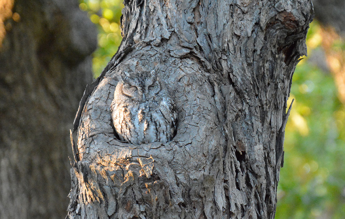 Olive Tree Branch With Owl