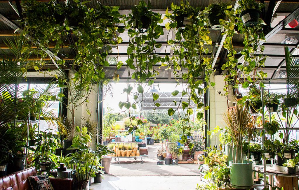Gorgeous Austin Plant Shops