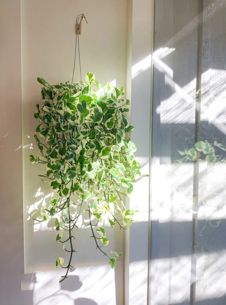 Pothos n joy plant-frond