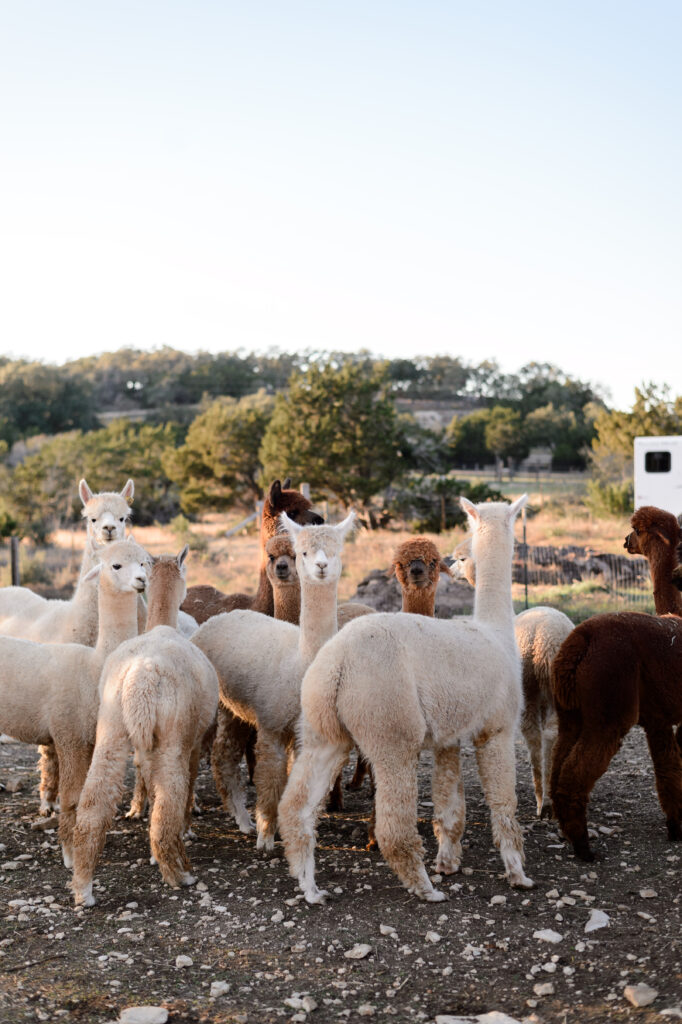 Alpacas (Photo by Naomi Phelps of Sweet Memories Photography)jpg