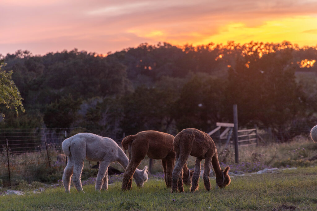Sundace Hills Farm (photo by Aubrey Williamson)