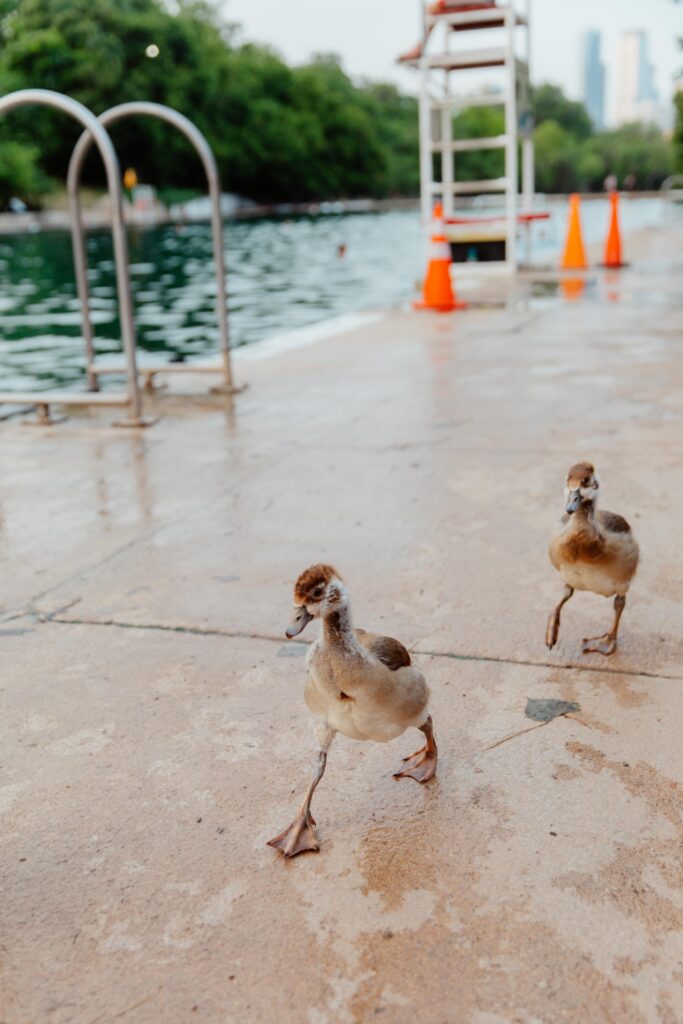 Baby Geese at Barton Springs