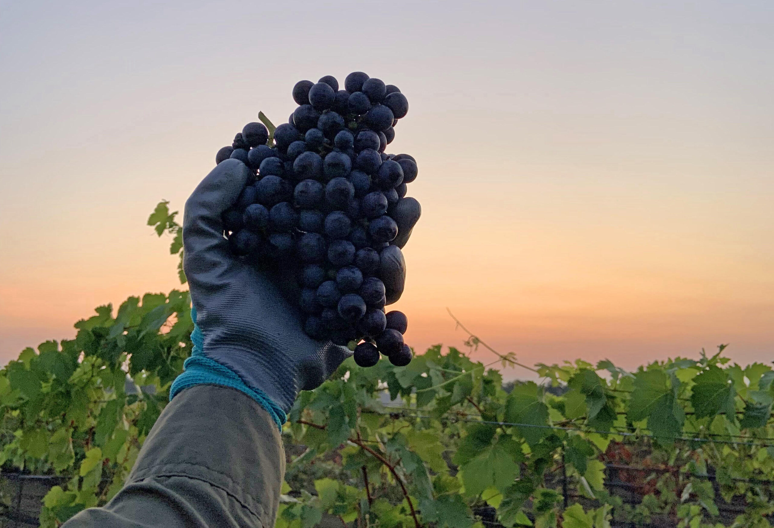 Texas Hill Country Wineries Plan Festive Grape Stomp Events - Tribeza