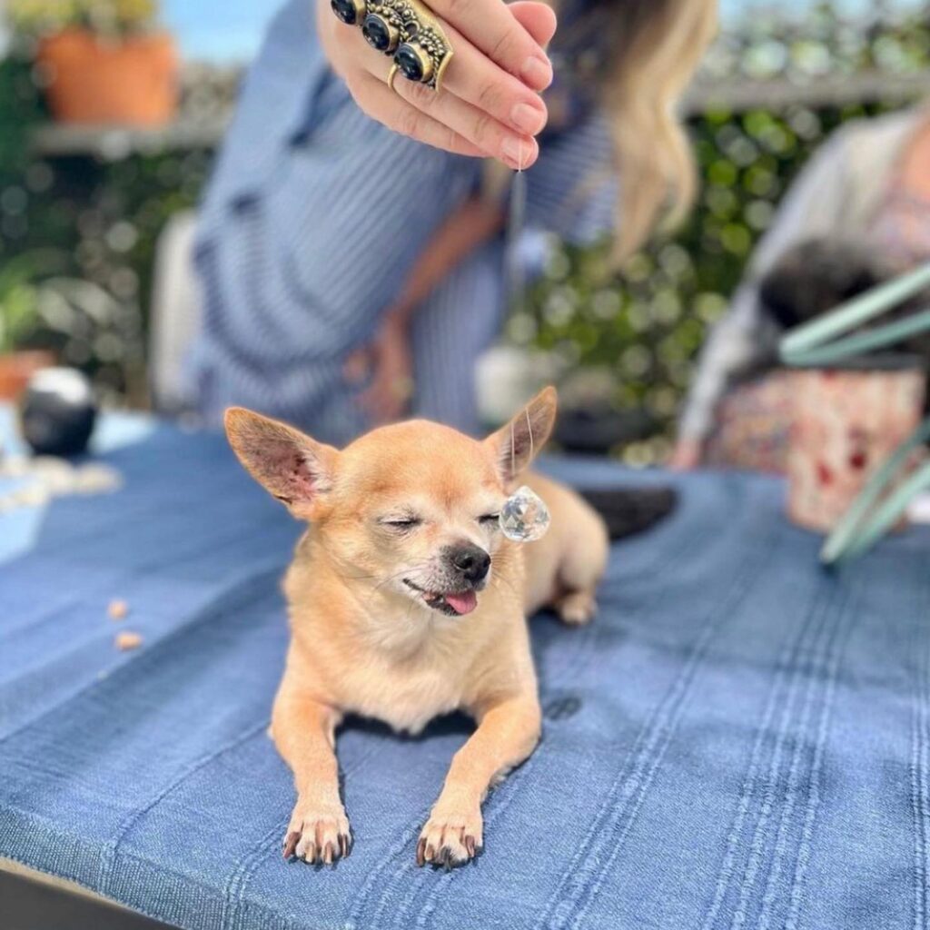 Sarah K. Wolf at a dog tarot reading. (Photo courtesy of Lucky Dog Tarot)