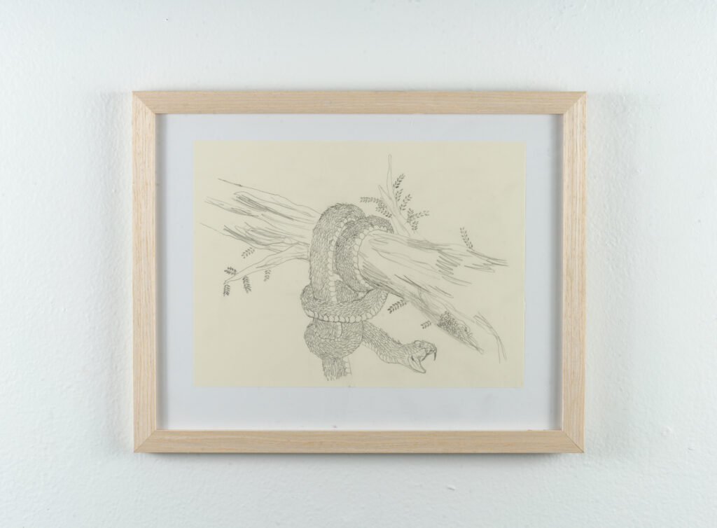 Ben Siekierski's "Coiled" illustration of a snake tangled around a tree, on display at McLennon Pen Co. Gallery.