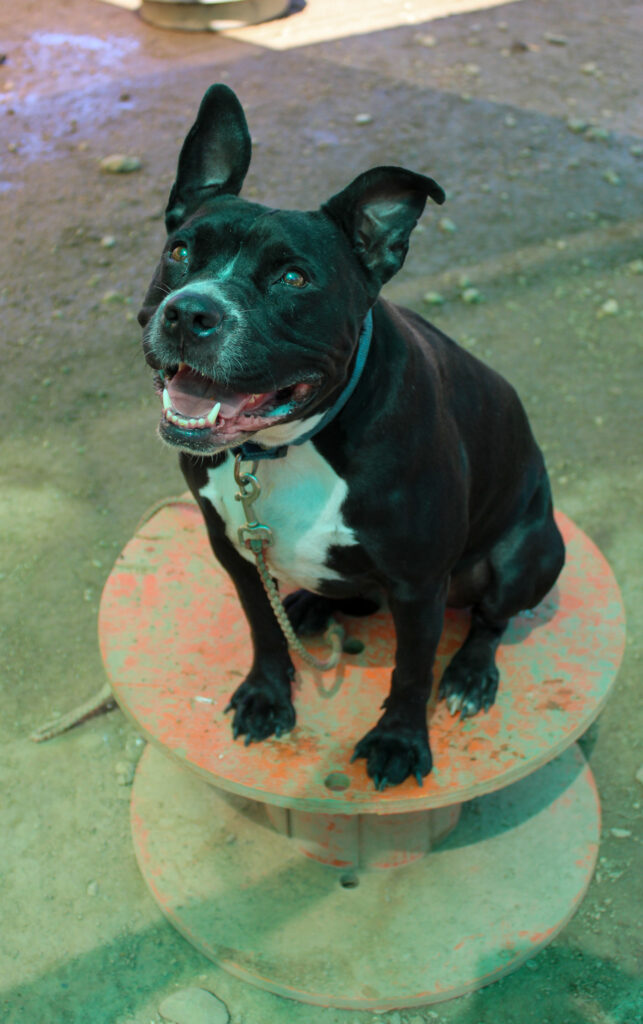 Jingle, a long stay APA resident