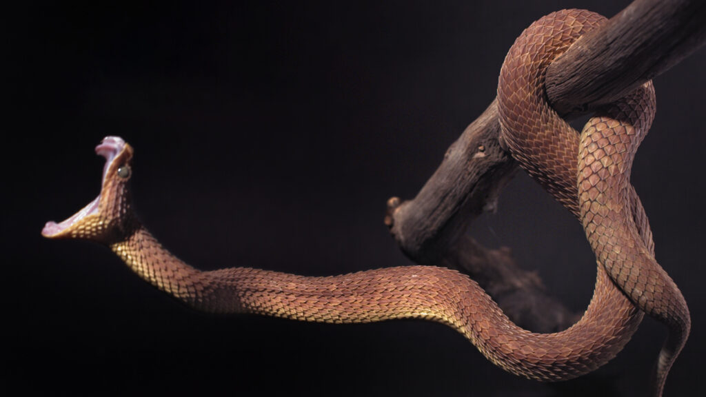 Still from TV series, "Monsters of God." (Courtesy of SXSW)