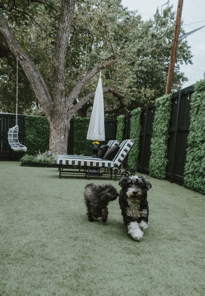 The Fonses' family dogs chase each other in the backyard. (Photo Lemon Woman Photography)