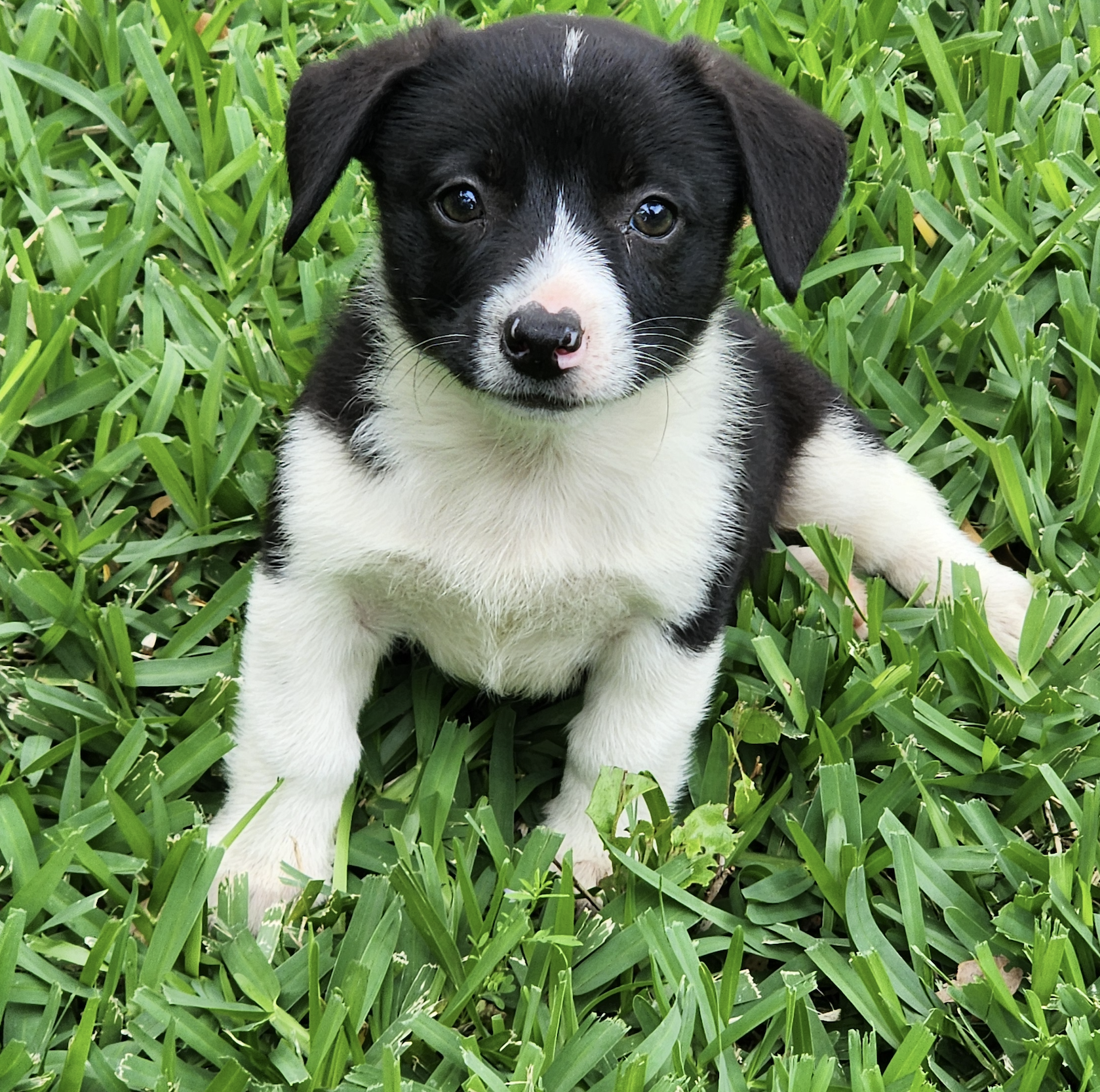 adoptable puppies