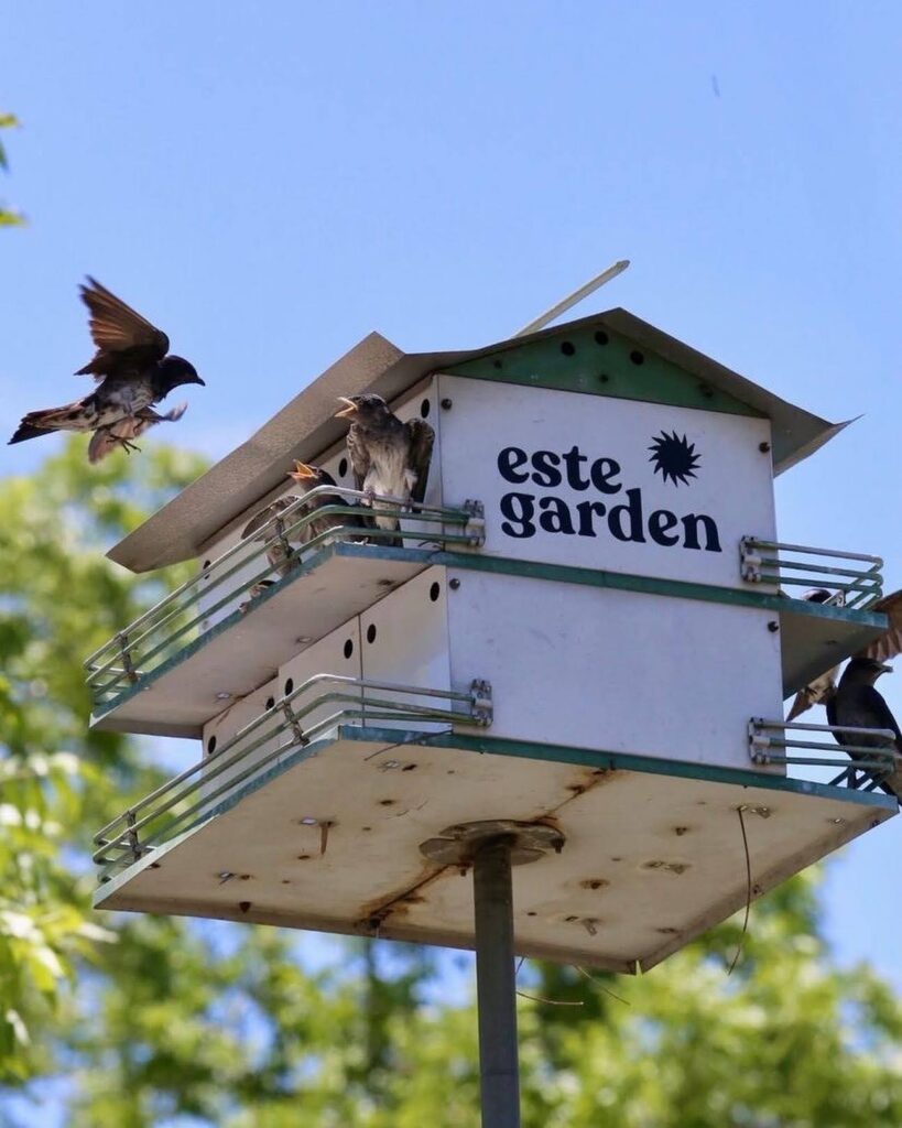 Maintained by local volunteers, the birdhouse supports native species that help control pests naturally, forming part of the East Austin restaurant’s sustainable gardening practices. (Photo by Alex Moreland)