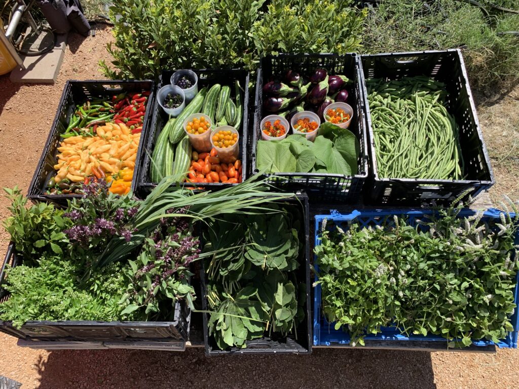 The East Austin garden supplies seasonal herbs, vegetables and edible flowers that shape Este’s seafood-focused menu. (Photo by Anamaria Gutierrez)