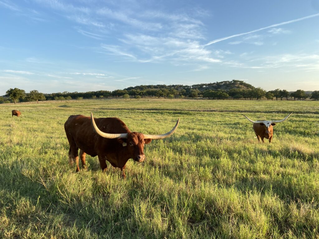 Longhorns_508