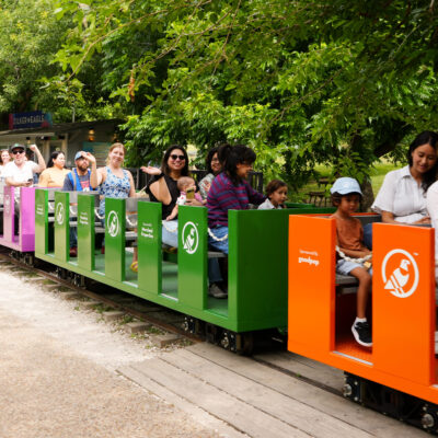 Zilker Eagle_June 10-36