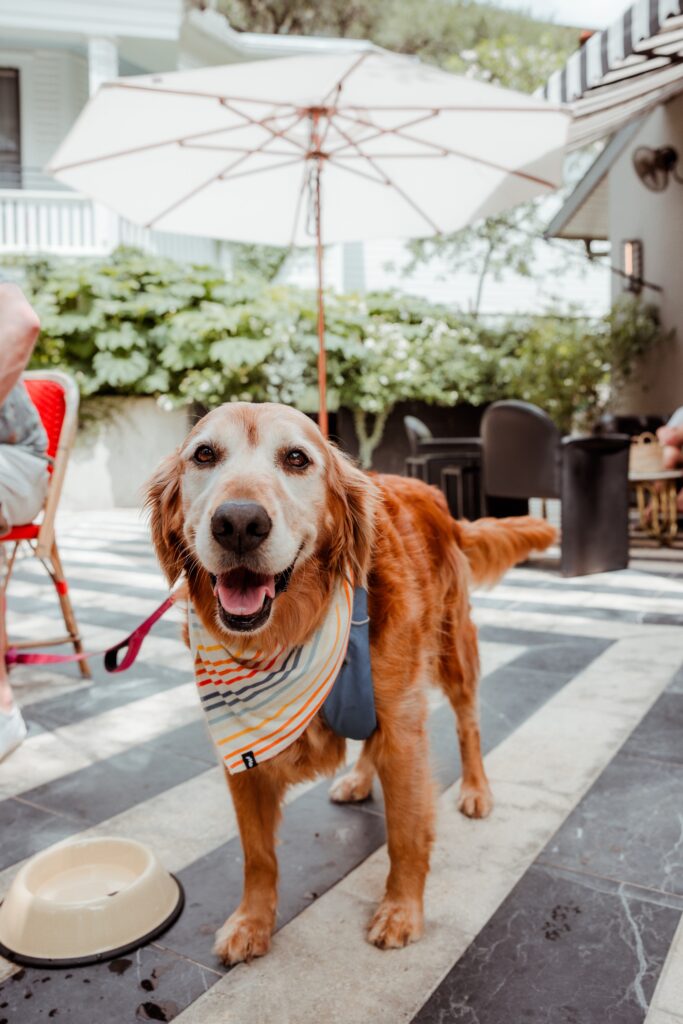Tater Tot. (Photo by Grant Pifer)
