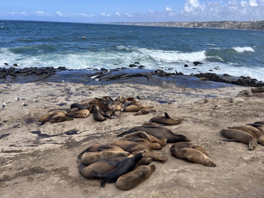 Sea Lions at La Jolla Cove