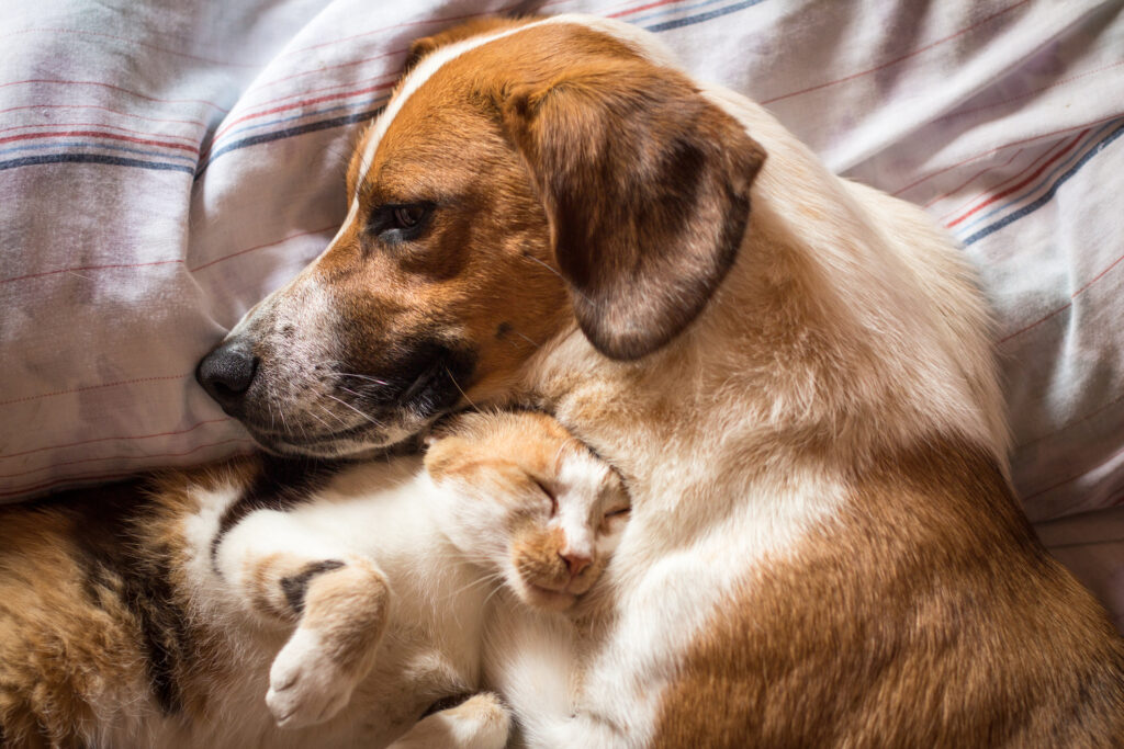 Dog and cat cuddle on bed