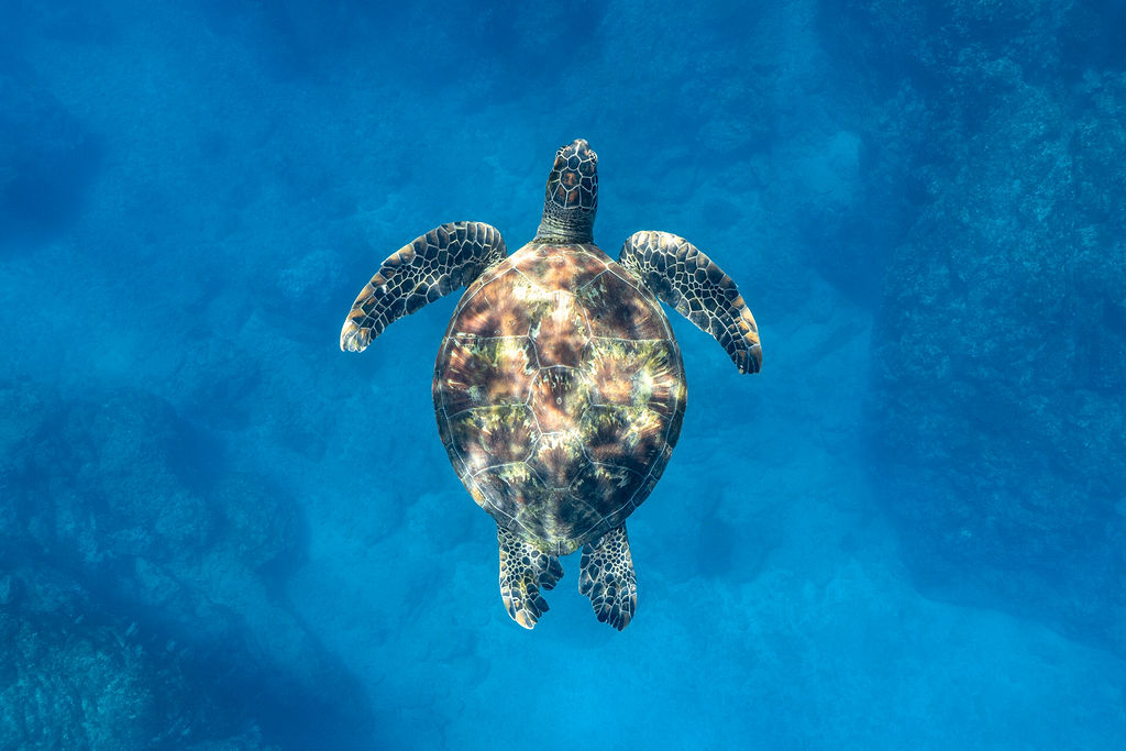 sea turtle in Costa Rica
