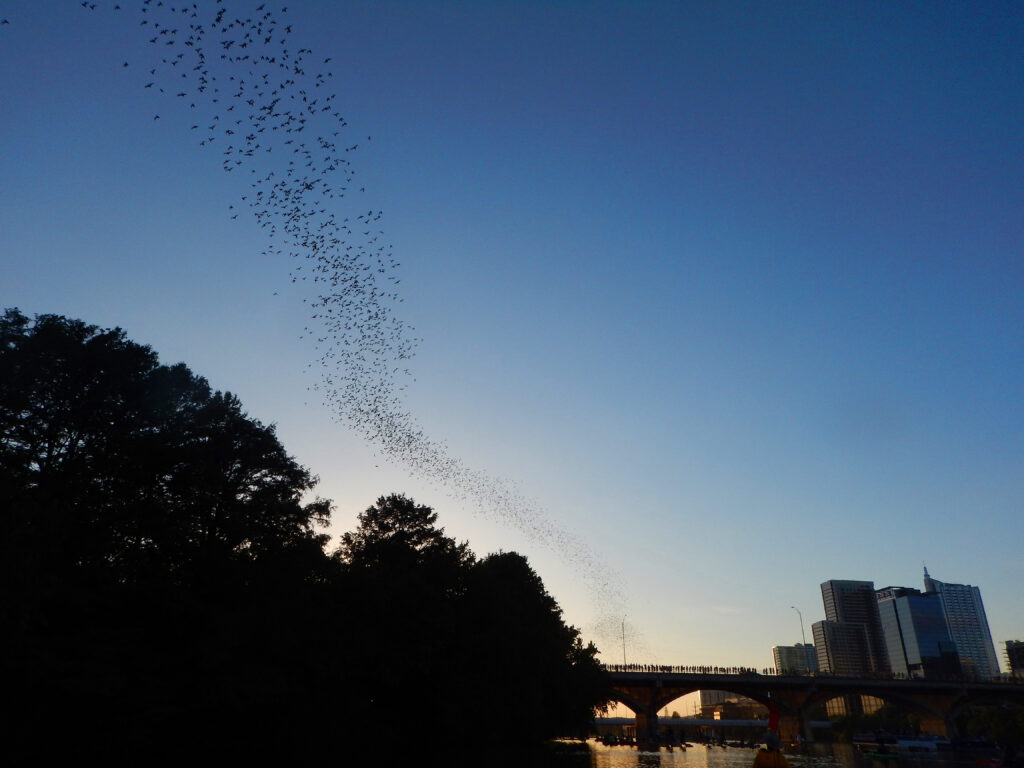 Head to Congress Avenue Bridge at sunset to watch 1.5 million Brazilian free-tailed bats fly out of the east side of the bridge.