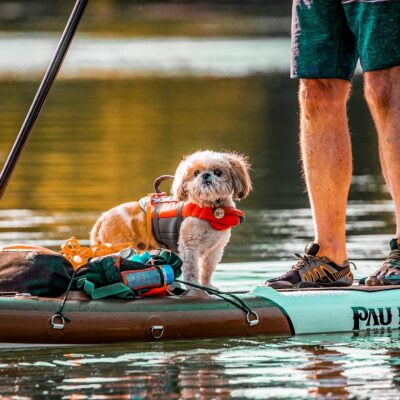 Paddle for Puppies