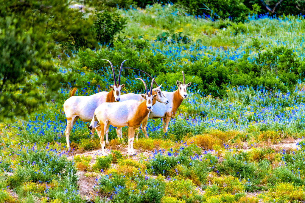 Foster Farm & ranch (photo by Matt Mortellra)