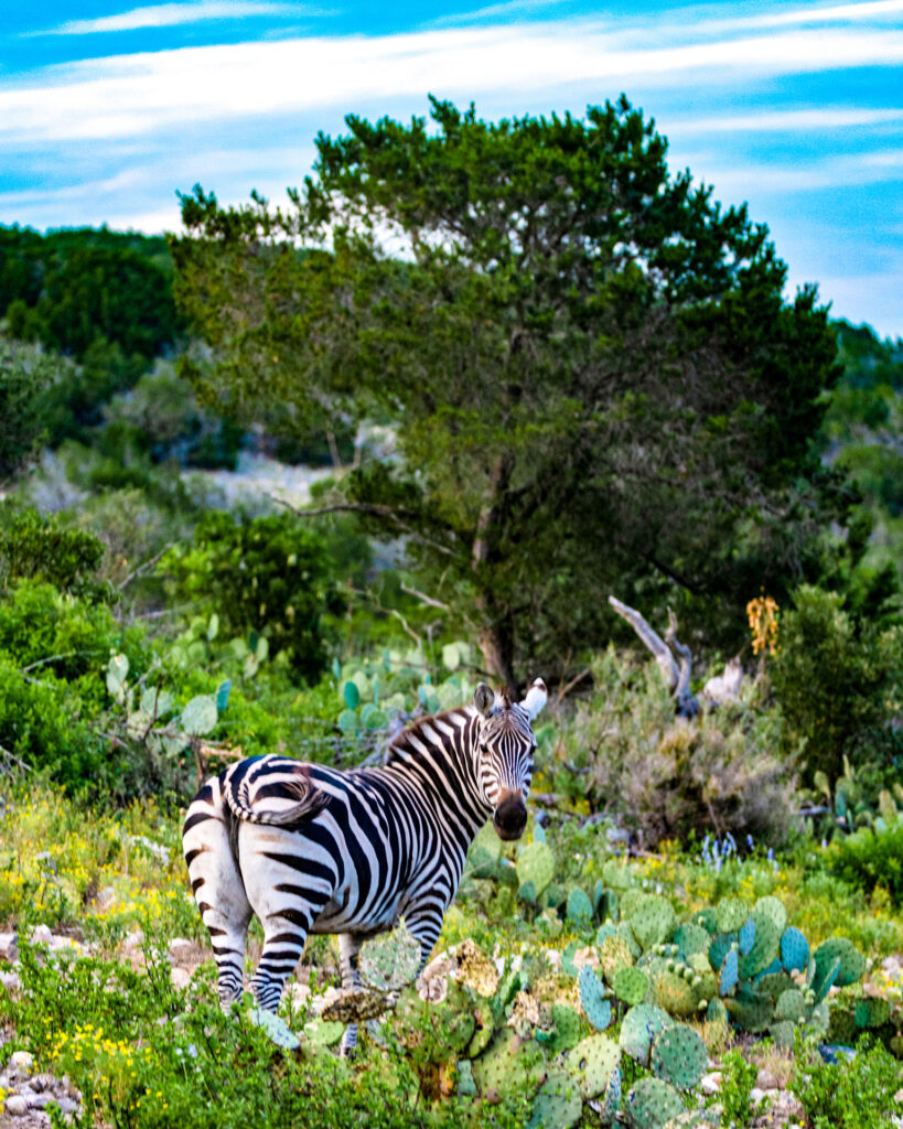 Foster Farm & ranch (photo by Matt Mortellra)