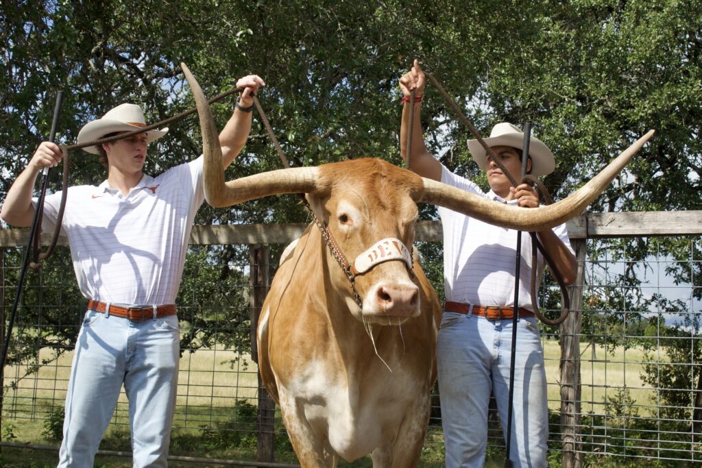 Members of the Silver Spurs handle a docile Bevo XV at home just north of Austin.