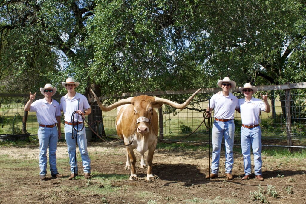 Members of the Silver Spurs student organization handle Bevo XV, the University of Texas longhorn mascot, at the ranch of John and Betty Baker, where Bevo resides.