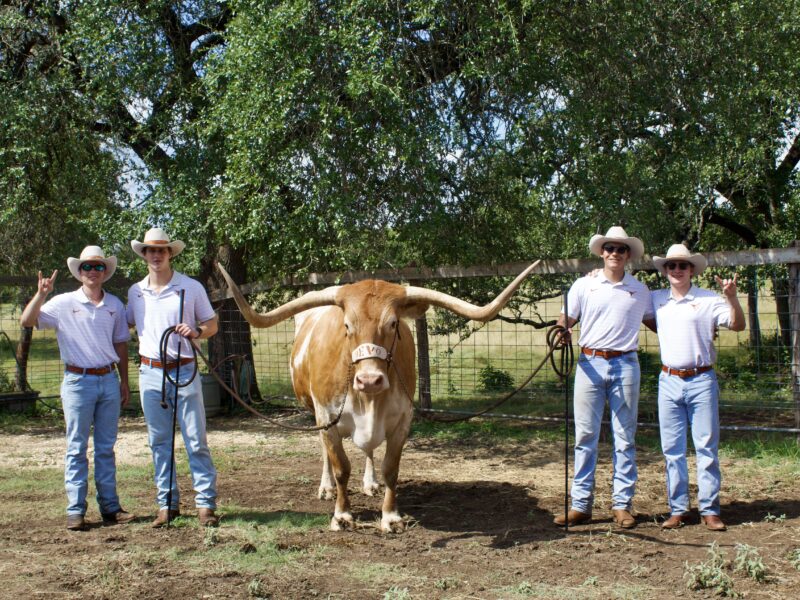 Members of the Silver Spurs student organization handle Bevo XV, the University of Texas longhorn mascot, at the ranch of John and Betty Baker, where Bevo resides.