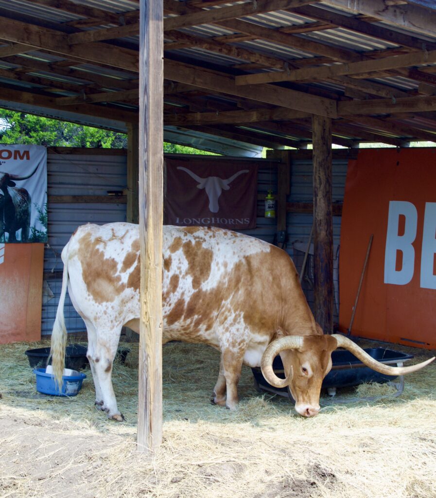 Bevo XV, the University of Texas longhorn mascot, eats hay at the Baker's ranch.