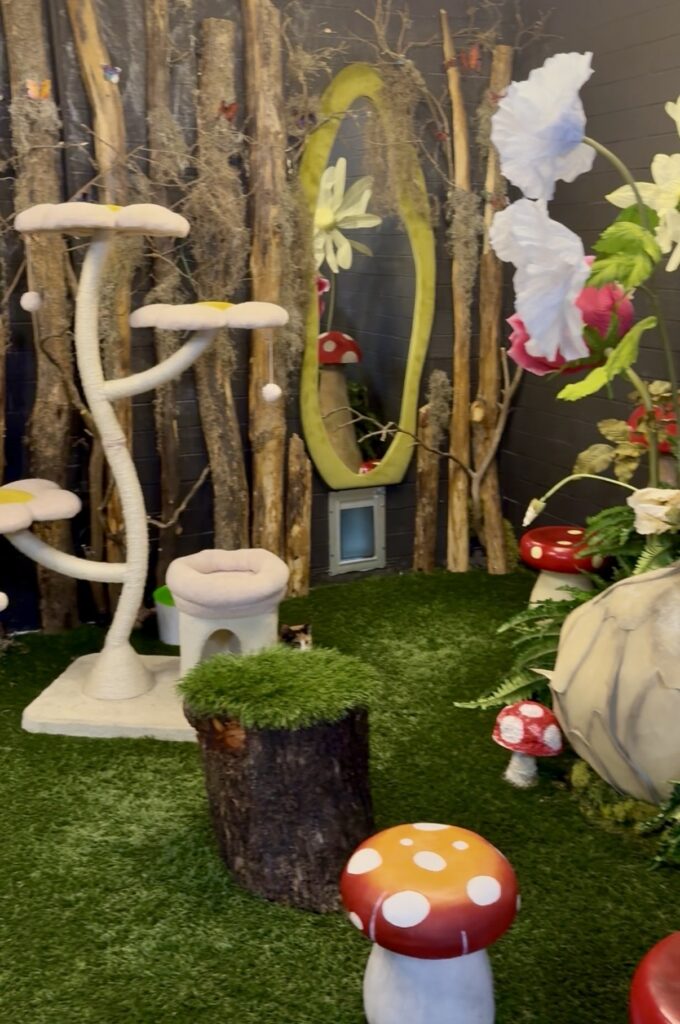 A wonderland for cat play Sydney's Cat Lounge