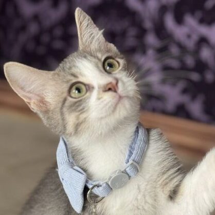 playtime with kittens and cats.