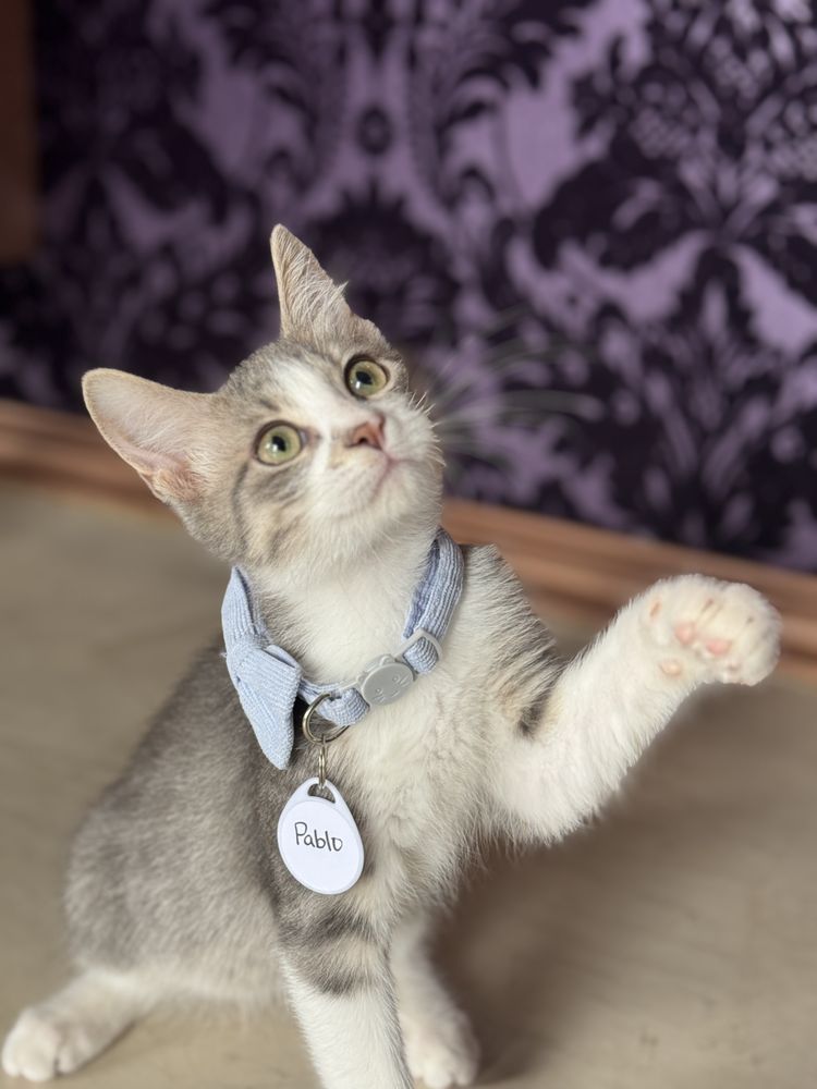 playtime with kittens and cats.