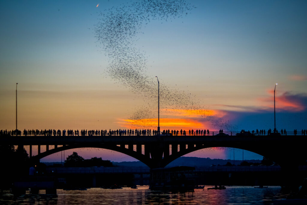 Bats fly from beneath the Congress Avenue Bridge at sunset in Austin, Texas.