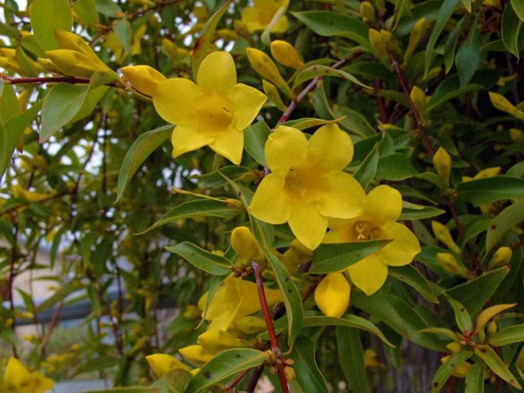 Wildflower of the Year: Carolina jessamine (Gelsemium sempervirens). (Photo courtesy of The Lady Bird Johnson Wildflower Center)