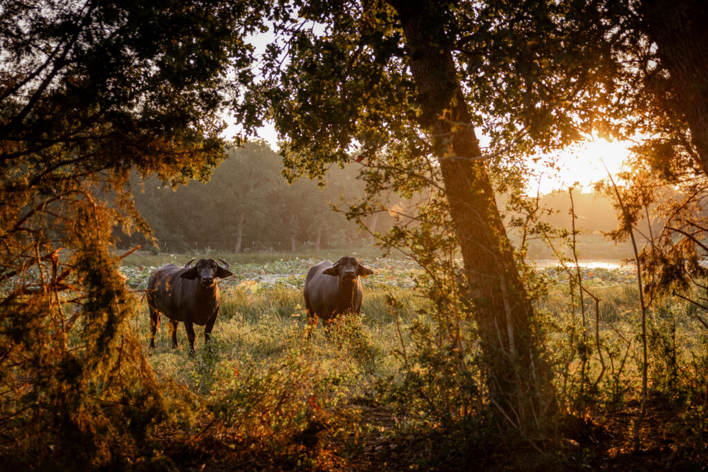 Sonya and Mirabelle at Austin Farm Sanctuary