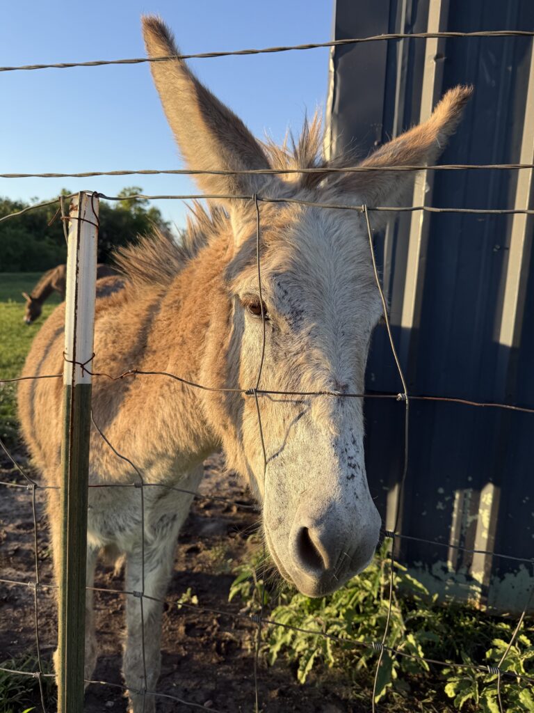 Donkey at Rancho Moonrise