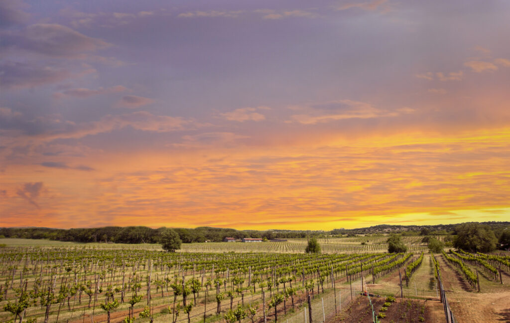 Four Texas Hill Country Wineries members earned Texas’ first gold medals at the Decanter World Wine Awards.