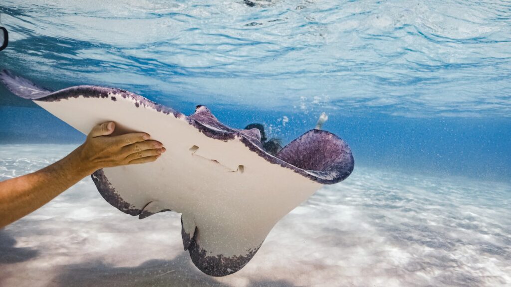 StingRays
