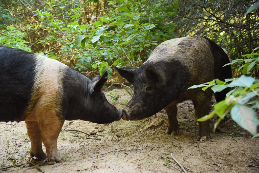 pigs at Central Texas Pig Rescue