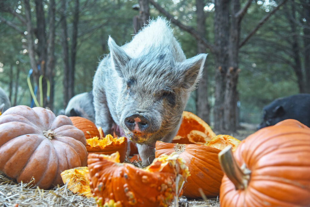 pig and pumpkins at Central Texas Pig Rescue
