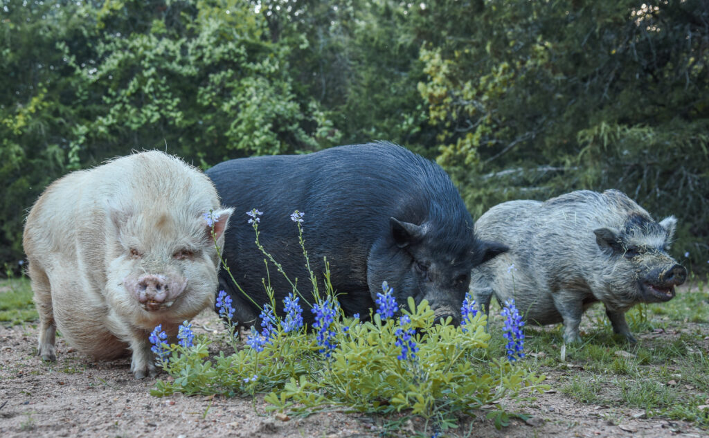 pigs at Central Texas Pig Rescue